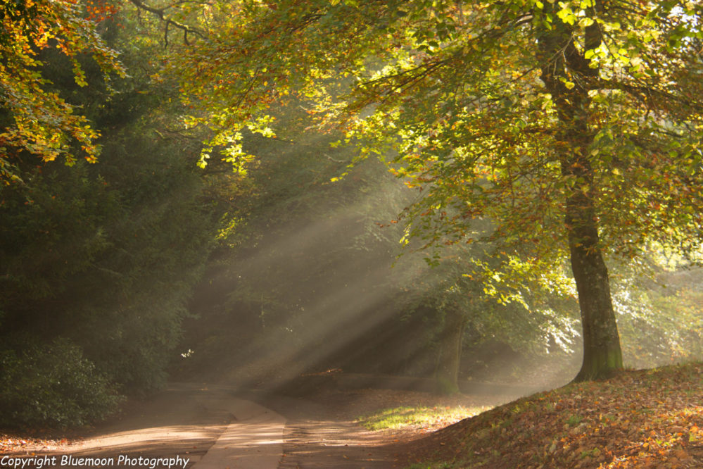 Sunlight through Cockington trees