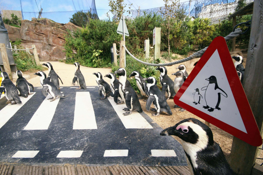 Penguins at Living Coasts, Torquay