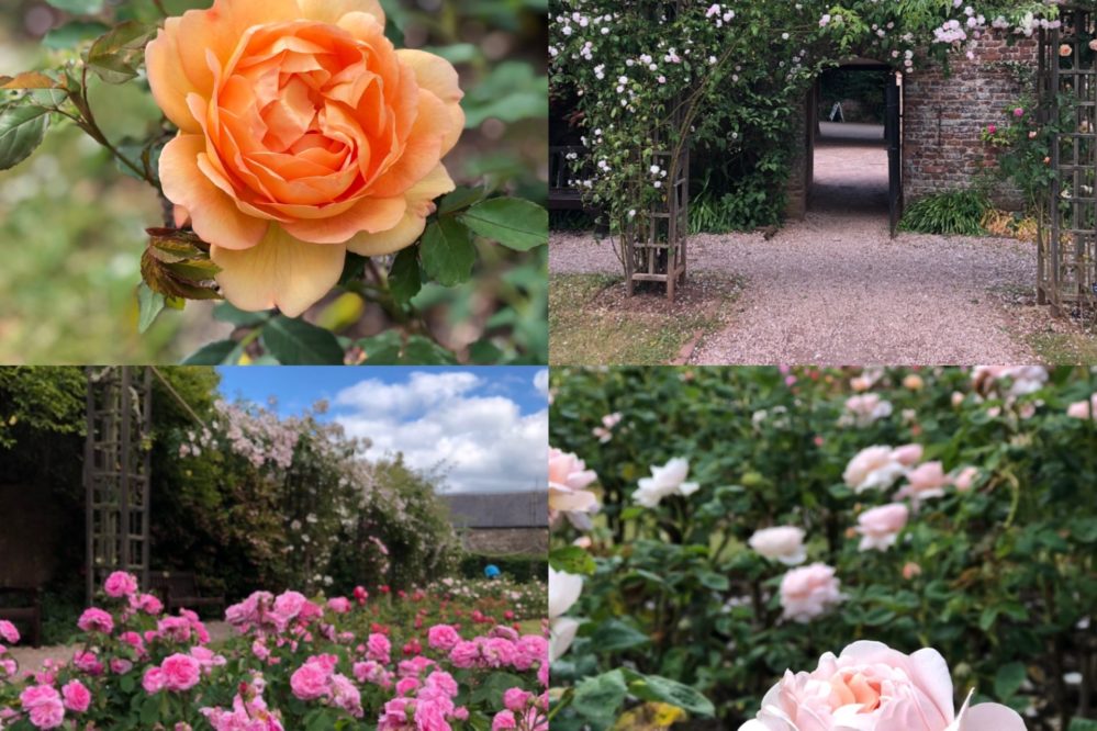 Cockington Rose Garden