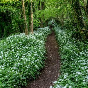 Spring walks through Cockington woods